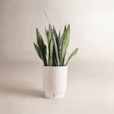 Costa Farms Sansevieria Zeylanica Snake Plant