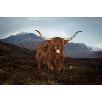 Antares Antares Highland Cow by Ian Woolcock - Wrapped Canvas Print