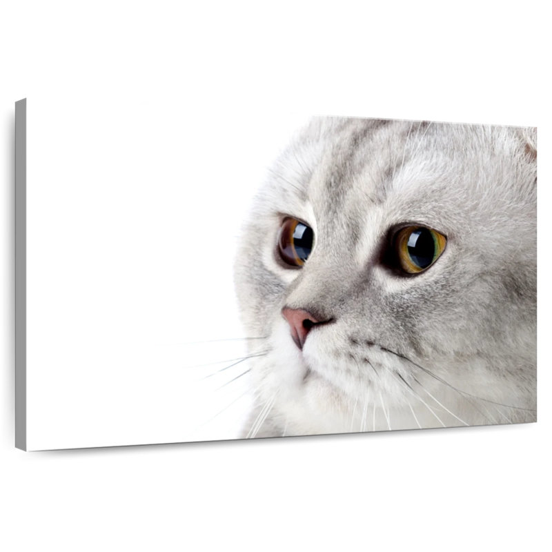 Crowle Fluffy Gray Cat, 24" H x 36" W