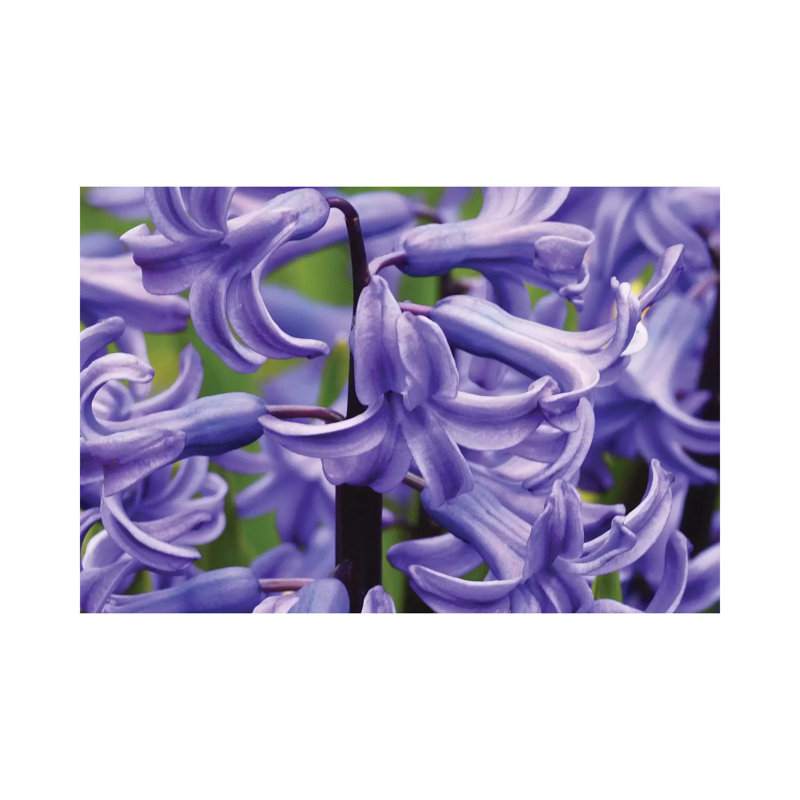Hyacinths Up Close 1 Piece Wrapped Canvas Wall Art