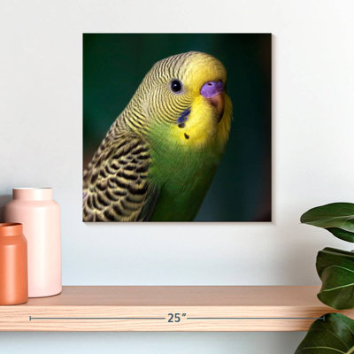 Budgie Close Up