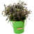 Apple Green is unavailable