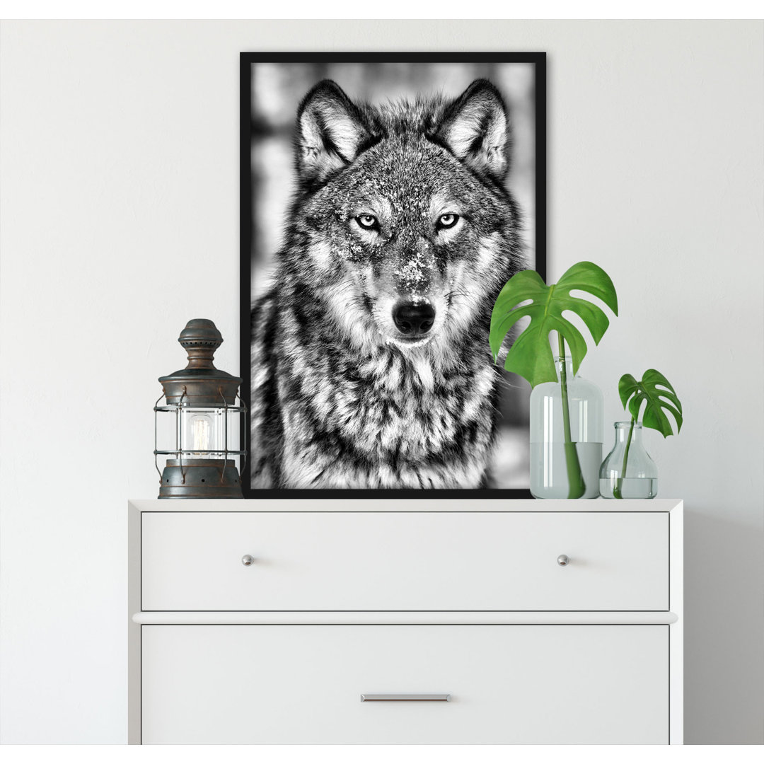 Gerahmter Fotodruck Watchful Wolf