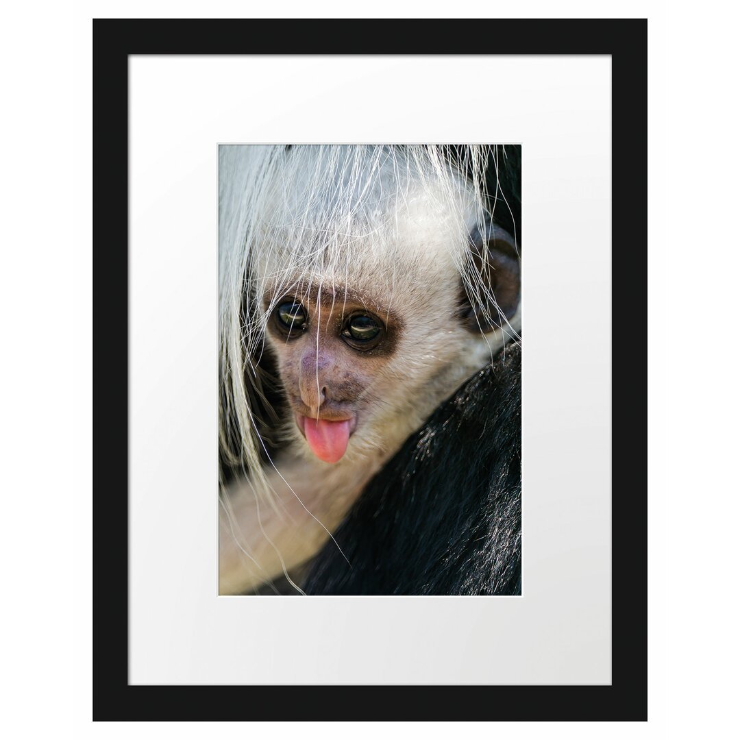 Gerahmtes Poster Kleines Colobus-Äffchen