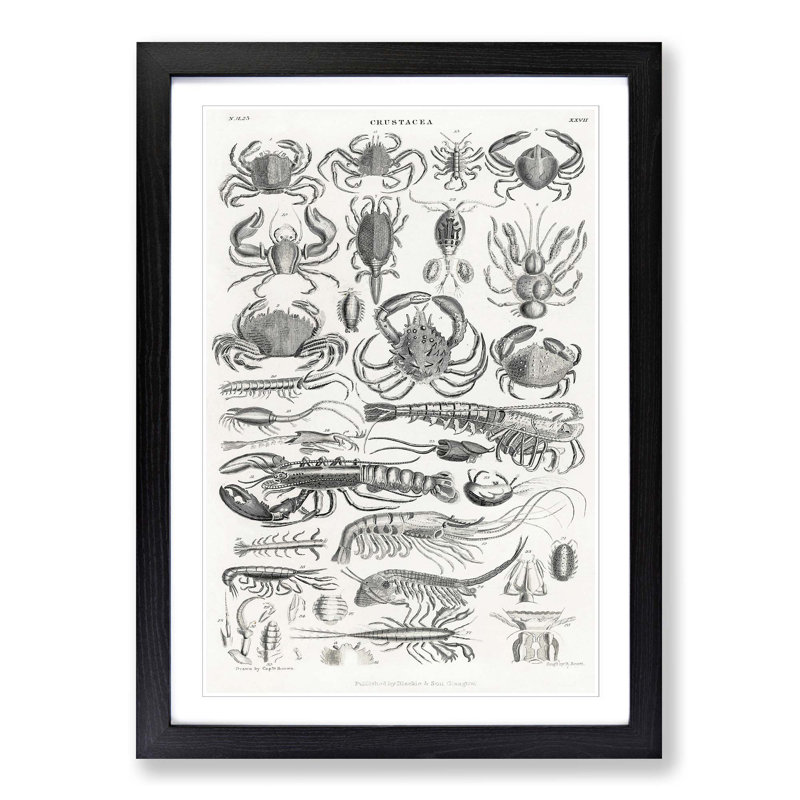 Study of Crustaceans by Oliver Goldsmith - Framed Print, 36cm H x 27cm W x 2cm D, Black Framed