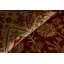 Wool Oriental Area Rug