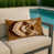 Brown Scottish Fold