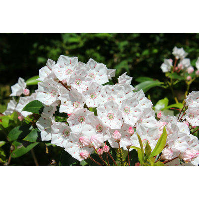 " Mountain Laurel " by Tim_Lescinski