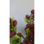 Blackberry Fruit Faux Floral-259805600