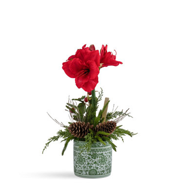SINGLE RED AMARYLLLIS IN GREEN ORENTIAL