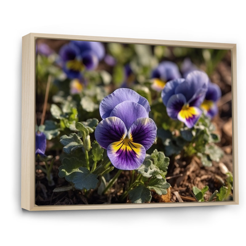 «Purple Yellow Pansies Harmony I» sur toile, Cadre naturel flottant, 34" H x 44" W