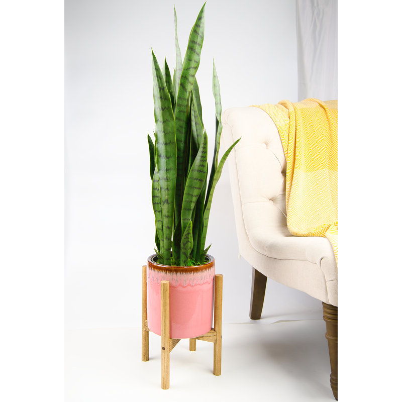 Olivencia Planter, Pink/Special Walnut, 13.4" H x 10.5" W x 10.5" D