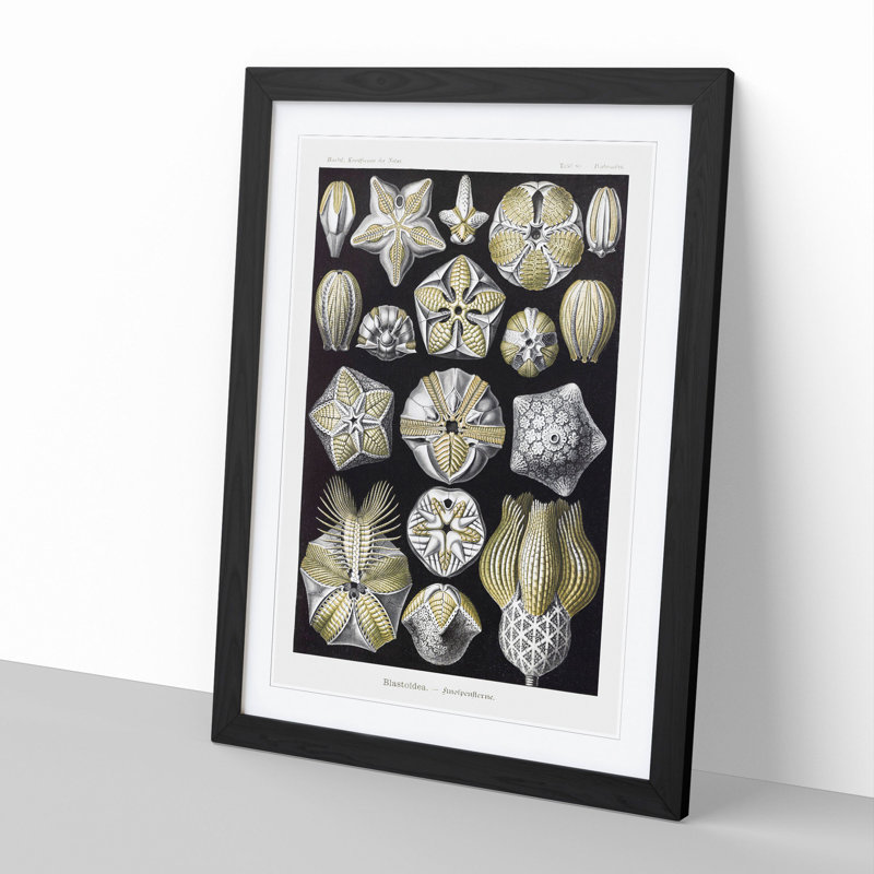 Blastoid Sea Buds by Ernst Haeckel - Picture Frame Painting, Black Framed, 65cm H x 48cm W x 2cm D