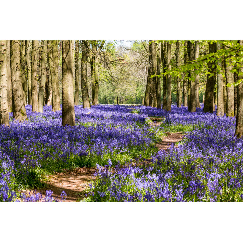 Avenue Through The Bluebells - Wrapped Canvas Print, 30cm H x 46cm W