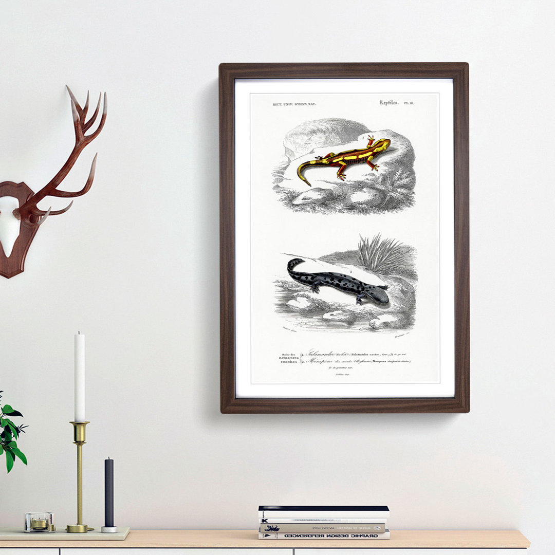 Salamander Illustrations PL. 18 by Charles d' Orbigny - Picture Frame Painting Print