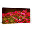 Petites fleurs rouges au printemps, reproduction de photo sur toile tendue-19241373