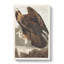 Golden Eagle by John James Audubon - Wrapped Canvas-55366003