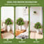 60cm Plant