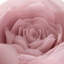 Housse de coussin décoratif décoratif à motif floral rose Simulation-1371545841-1460310684