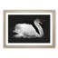 White Swan Swimming - Picture Frame Graphic Art Print-56864620-56864623