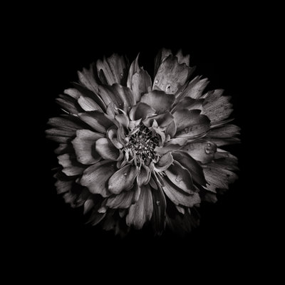 Black And White Dahlia II by Brian Carson - Wrapped Canvas Print