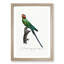 Blossom-Headed Parakeet by F. Levaillant - Picture Frame Graphic Art Print-55545297-55545298