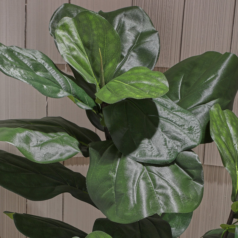 5' UV Potted Fiddle Leaf Fig Tree