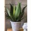 Plante agave en pot