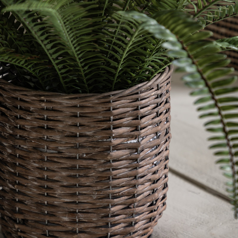 Fern Plant, 98cm H x 57cm W x 58cm D