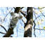 Harkless Koala Resin Garden Statue