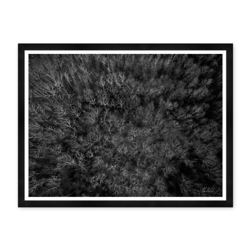 Among Static Pines I Framed Photographic Print