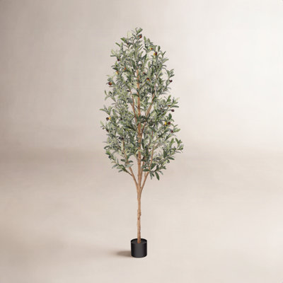 Adcock Olive Tree in Pot