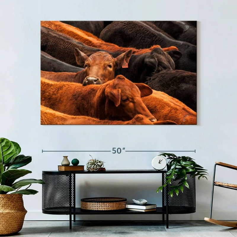 Brampt Beef Cattle, 34" H x 51" W