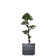 Panama 59" Artificial Bonsai Tree in Planter