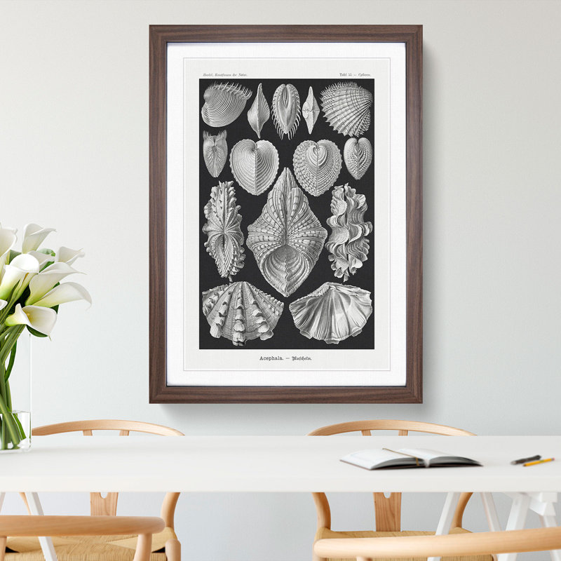 Seashells Acephala by Ernst Haeckel - Picture Frame Graphic Art, Walnut Framed, 36cm H x 27cm W x 2cm D
