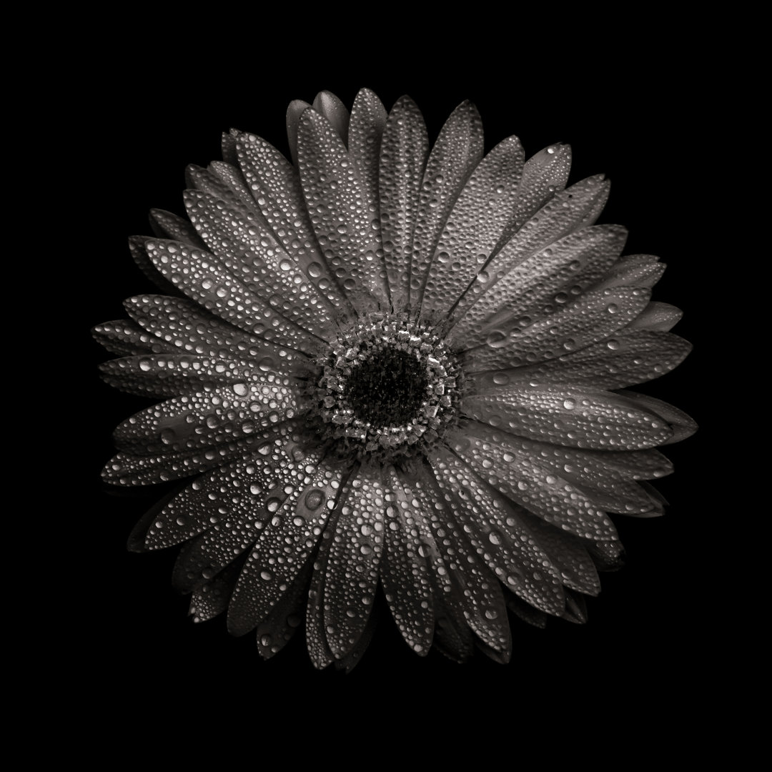 Leinwandbild Black and White Gerber Daisy I von Brian Carson