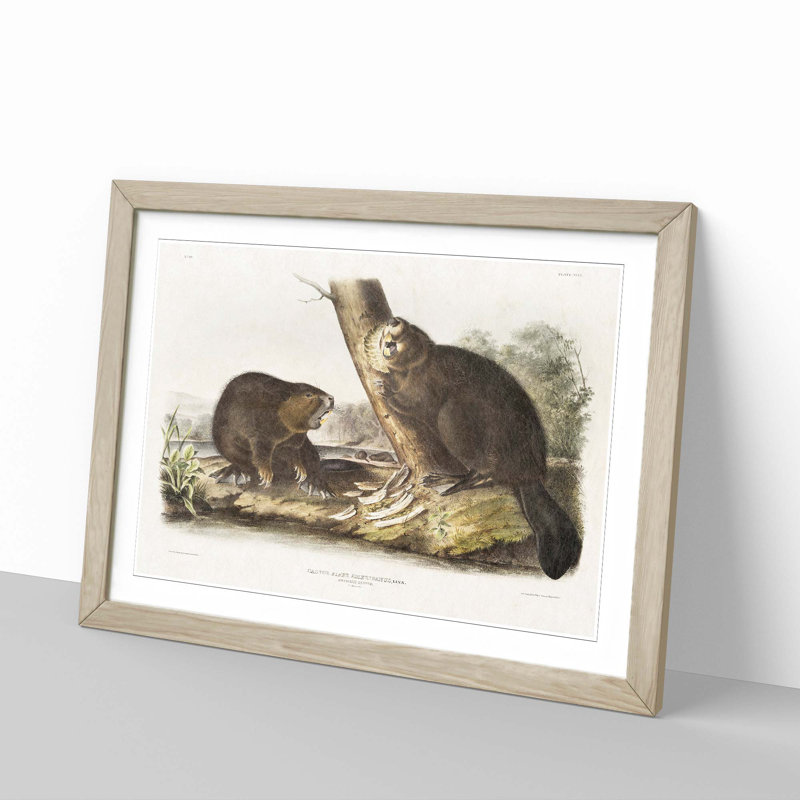 American Beavers by J.W. Audubon - Single Picture Frame Painting, 45cm H x 63cm W x 2cm D, Oak Framed