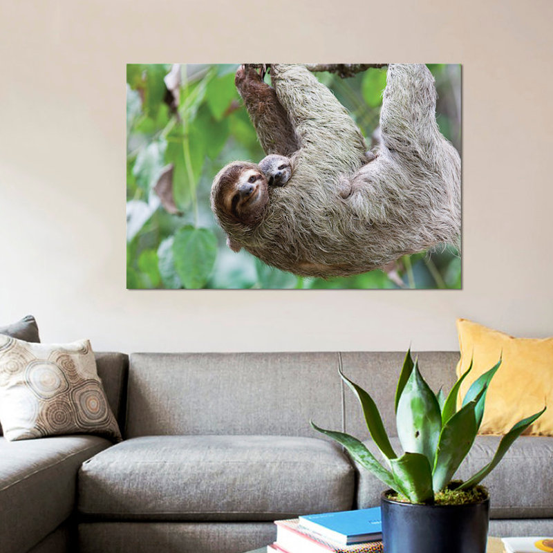 «A Grinning Brown Throated Sloth and Her Baby» par Jim Goldstein - reproduction d'art sur toile tendue, Toile tendue