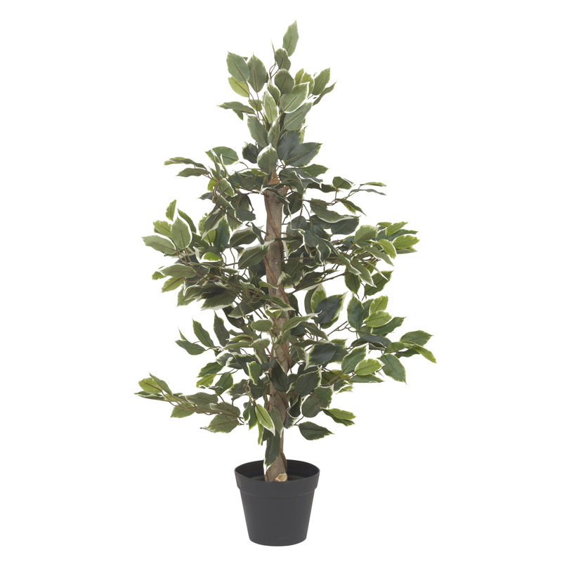 95cm Ficus Tree in Pot, White/Green