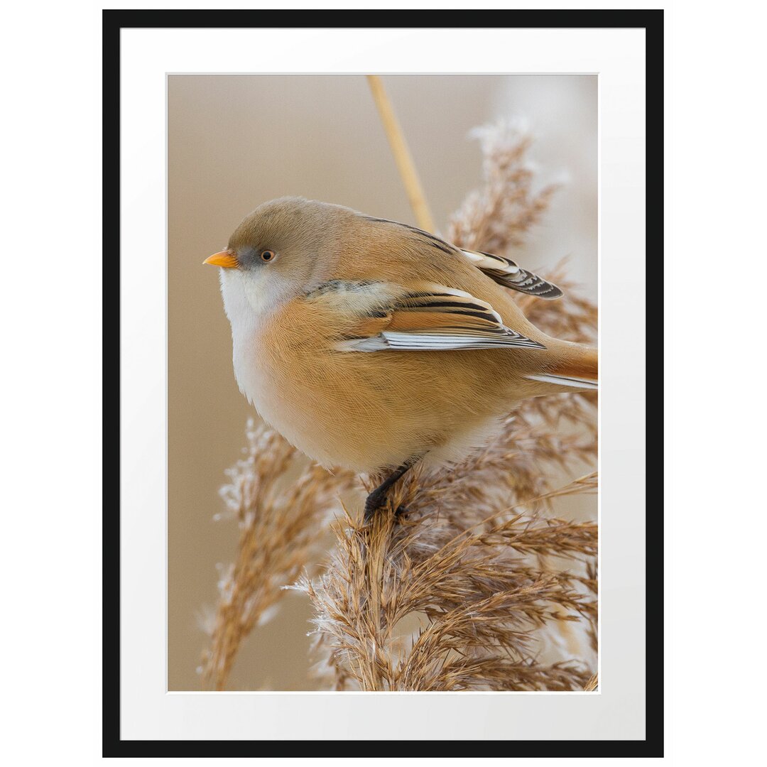 Gerahmtes Poster Kleiner Vogel auf Weizen