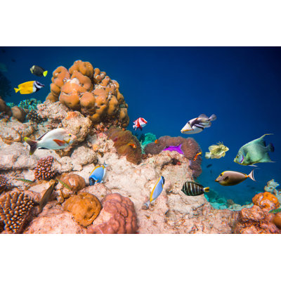 " Tropical Coral Reef " by Cookelma