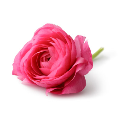 Flowers: Ranunculus by Floortje