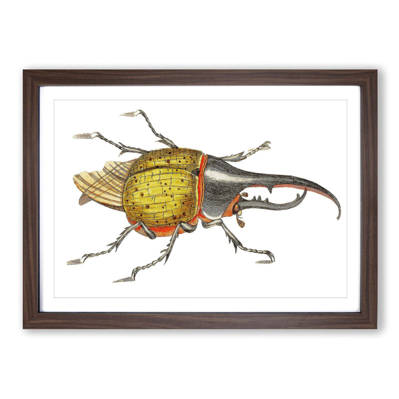 Hercules Beetle by George Shaw - Picture Frame Graphic Art Print, Walnut Framed, 27cm H x 36cm W x 2cm D