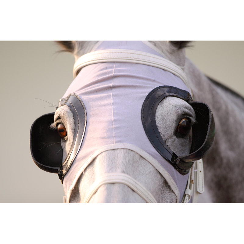 Horse Head With Blinders by Winhorse - No Frame Art Prints on Canvas, 51cm H x 76cm W