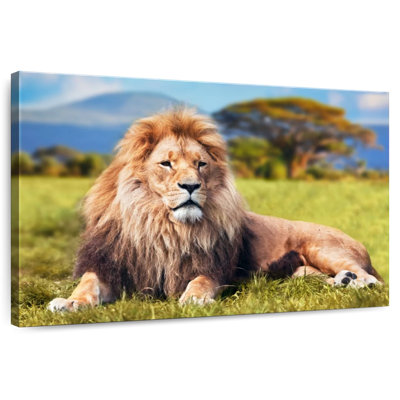 Chill Safari Lion