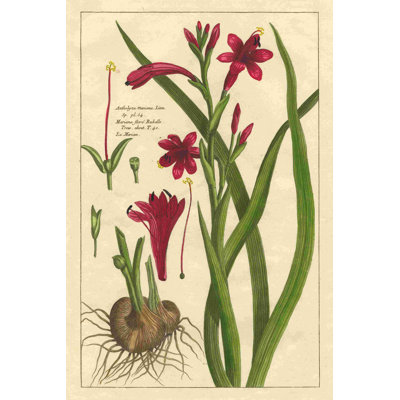 " Fleur De Rouge II "