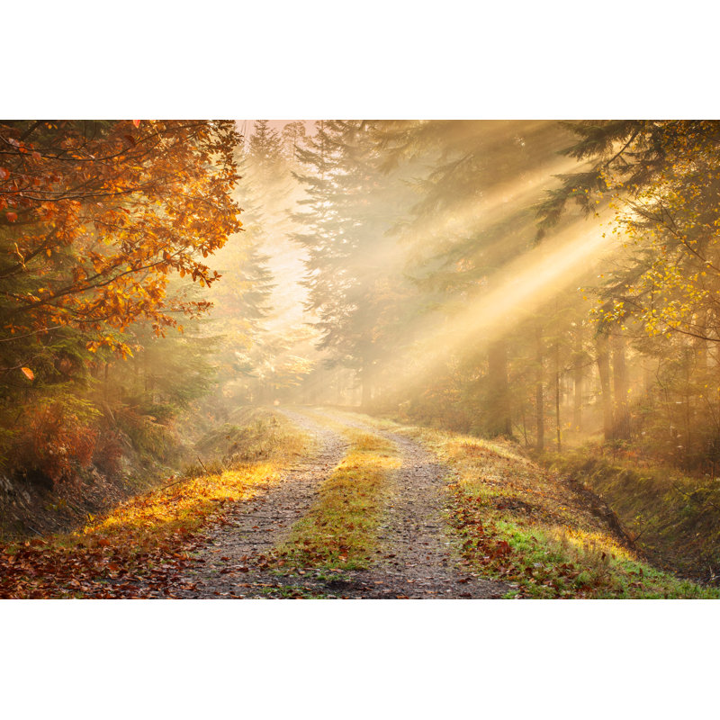 Fairytale Road winding through the Foggy Autumn Forest 175193268, 61cm H x 91cm W