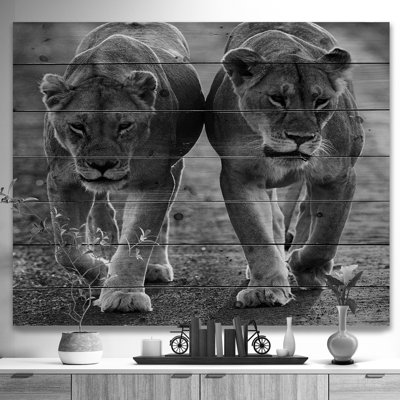 Animal 'Lions in Black and White' Photograph
