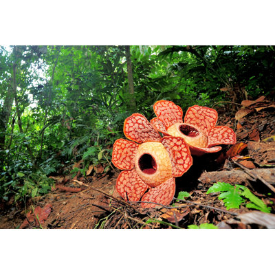 Rafflesia - Wrapped Canvas Print