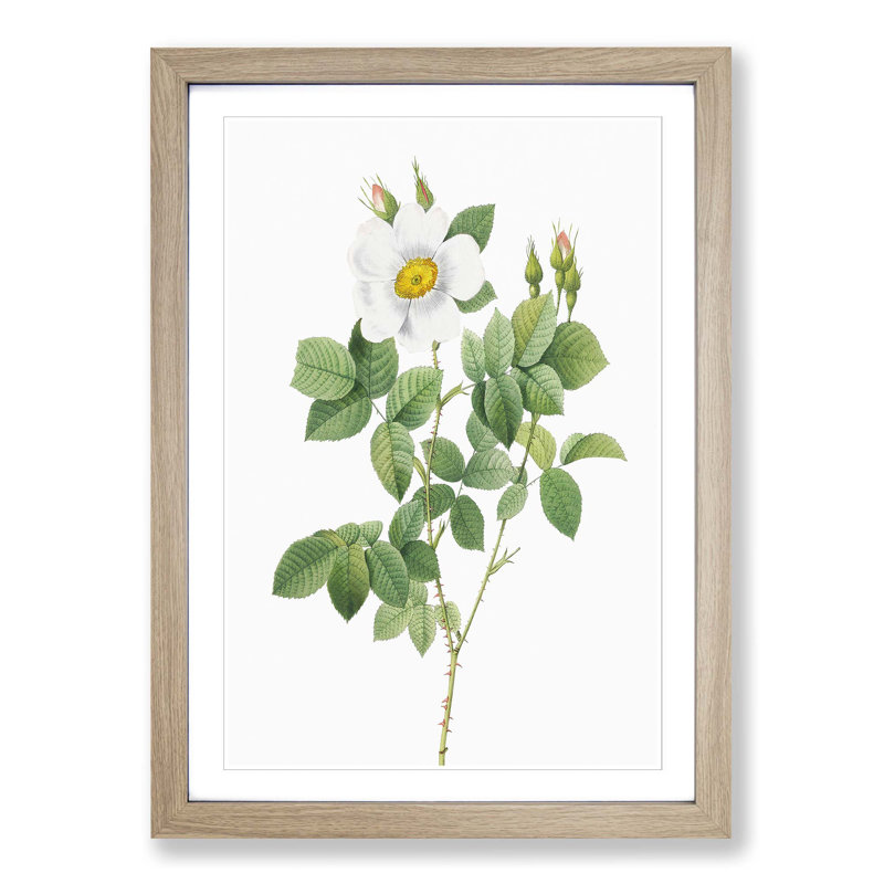 Twin-Flowered White Rose by Pierre-Joseph Redoute - Picture Frame Painting Print, Oak Framed, 36cm H x 27cm W x 2cm D